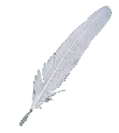 A feather